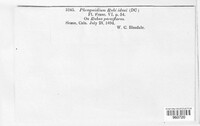 Phragmidium rubi-idaei image